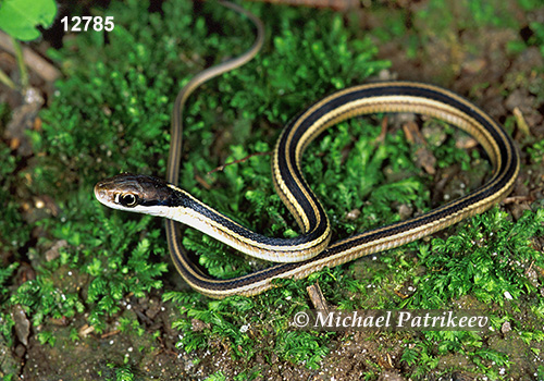Northern Ribbon Snake (Thamnophis sauritus septentrionalis)